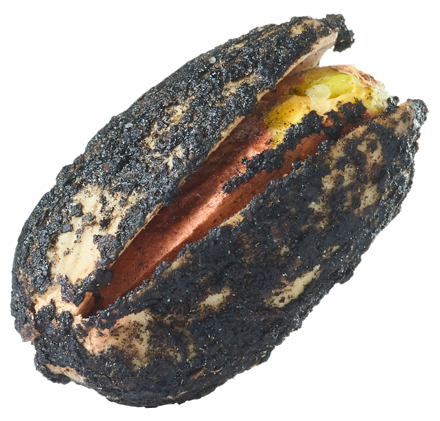 pistache apéritive au citron noir