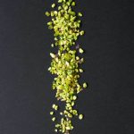 Eclats de pistache