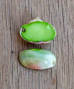 premières pistaches