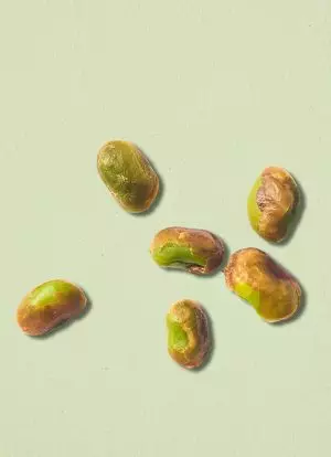 pistaches sauvages Mont Zagros